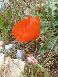 photo 164088