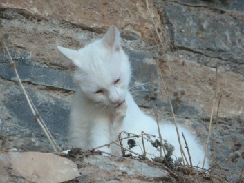 photo 117235