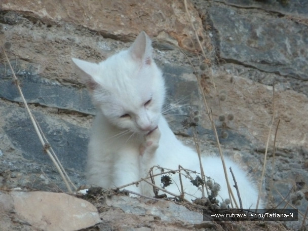 photo 117235