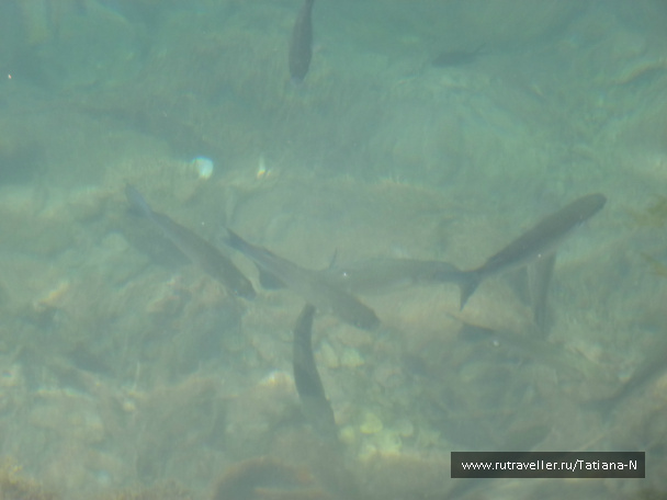 photo 117525