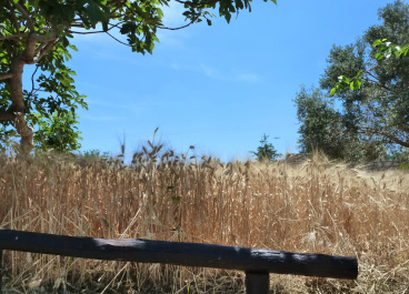 photo 394260