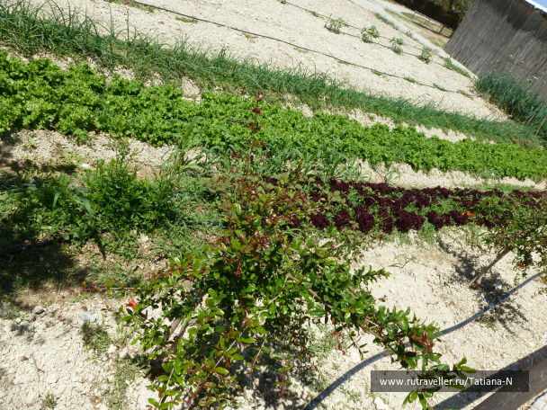 photo 422233