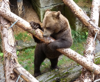 photo 1127431