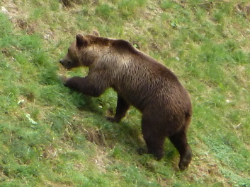 photo 1127438