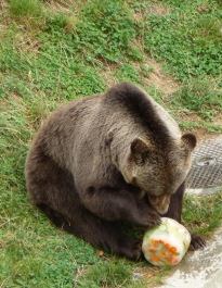 photo 1127447