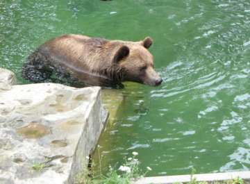 photo 1127454