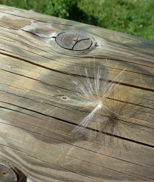 photo 608166