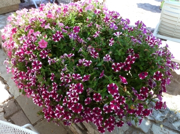photo 794322