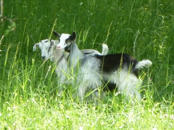 photo 782684