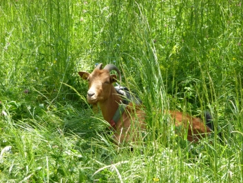 photo 782685