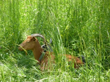 photo 782686
