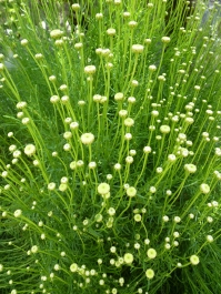 photo 785016