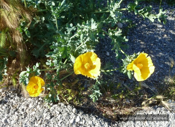 photo 806875