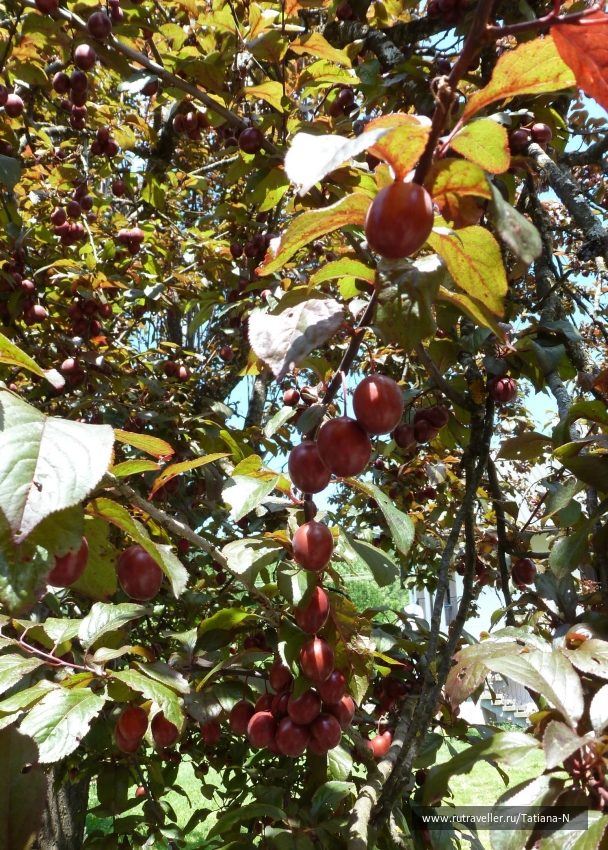 photo 809254
