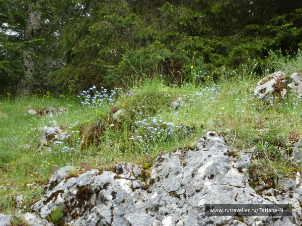 photo 815520