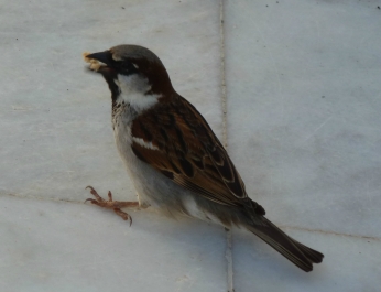 photo 772255