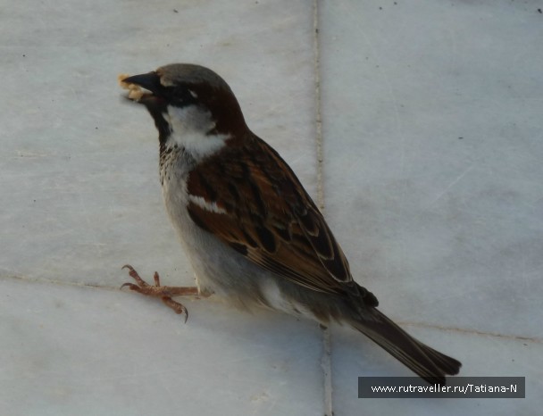 photo 772255