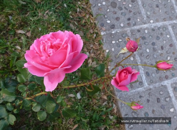 photo 788971