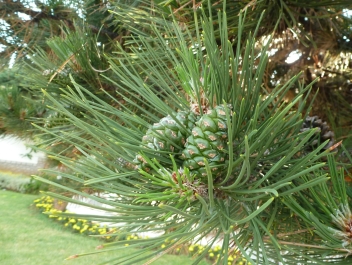 photo 788973