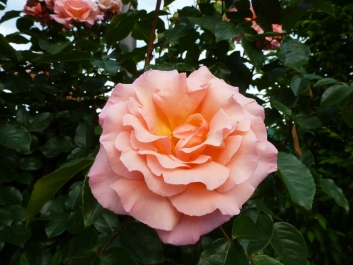 photo 831266