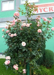 photo 831271