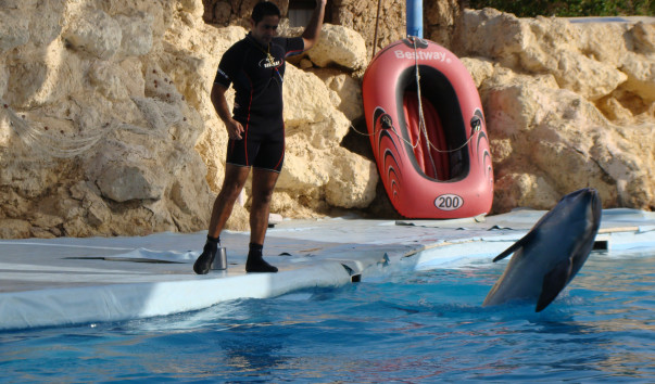 DELFINARI (3)