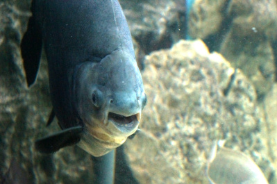 photo 485089