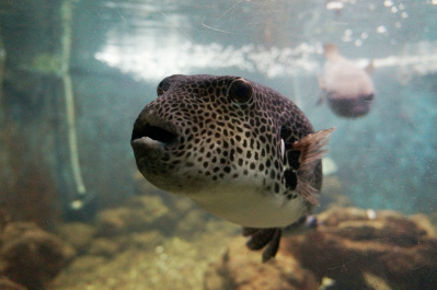 photo 485106