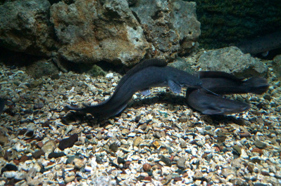 photo 485117