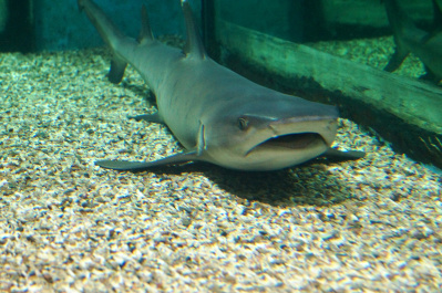 photo 485121