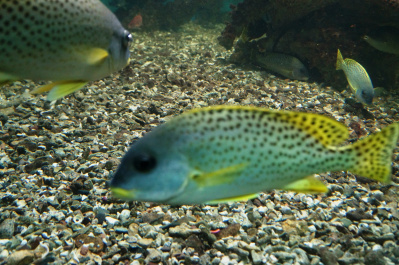 photo 485122