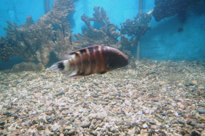 photo 485126