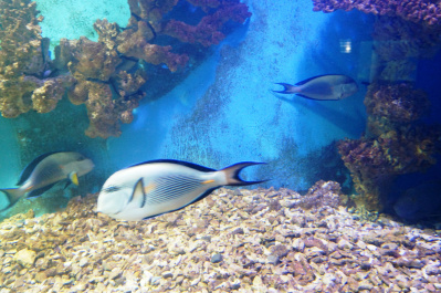 photo 485132