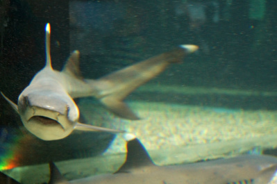photo 485136