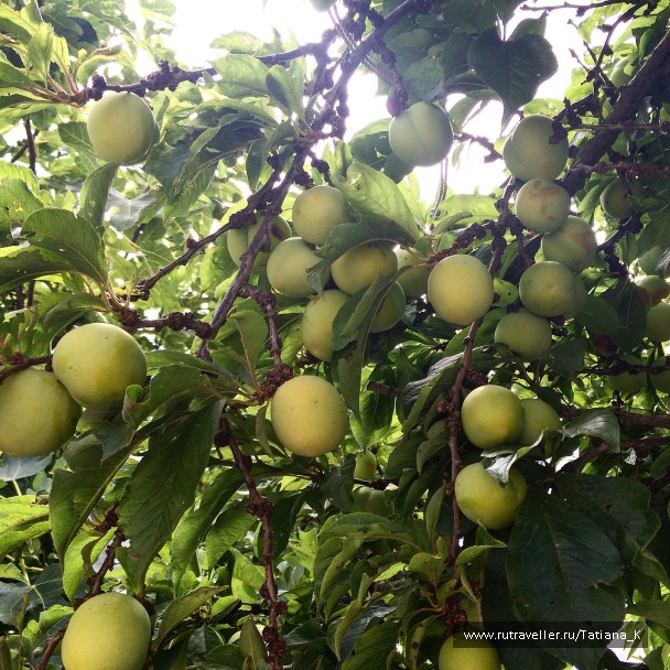 photo 1063823