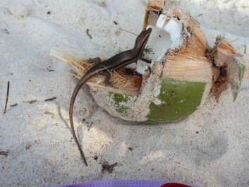 photo 252369