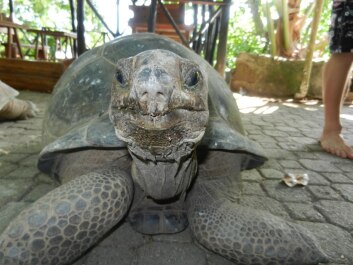 photo 252373
