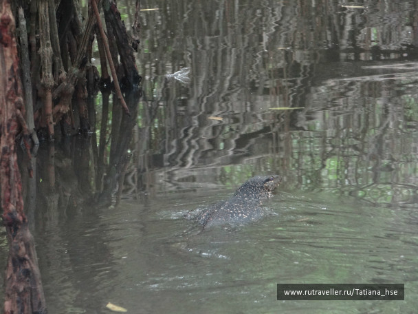 photo 529564