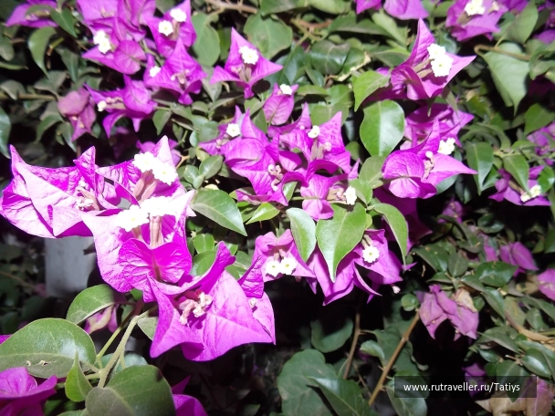 photo 762176