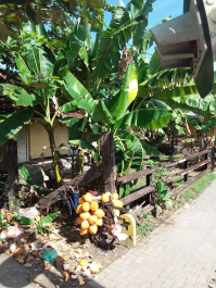 photo 1667286