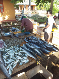 photo 1667311