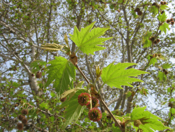 photo 260015