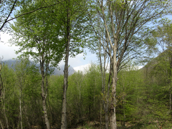 photo 455036