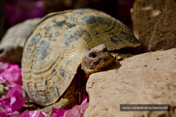 photo 1340106
