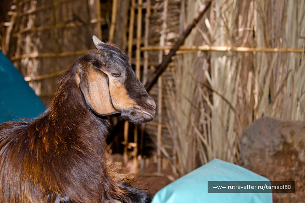 photo 1340117