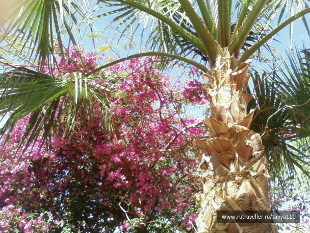 photo 20742