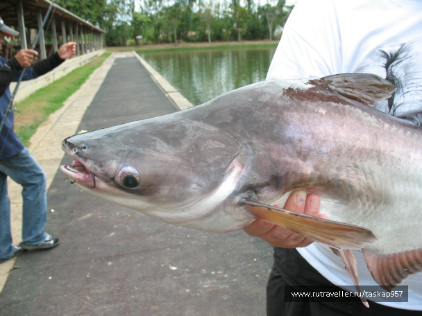 photo 452053