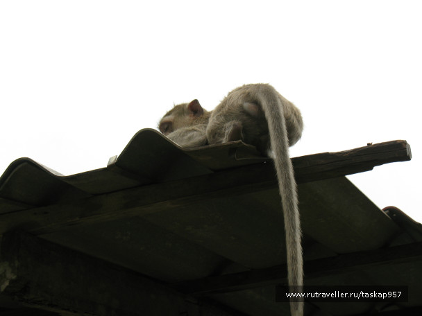photo 452056