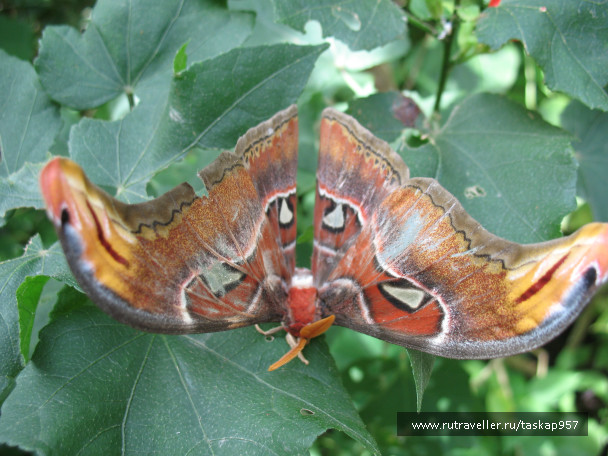 photo 452062
