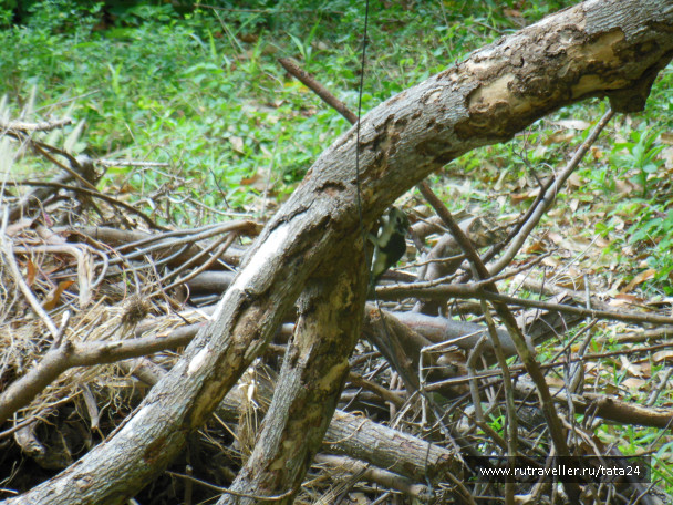 photo 347160
